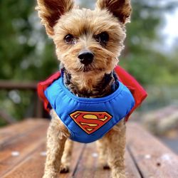 Waterway Animal Hospital - My 18 year old Yorkshire Terrier Coco retiring in South Carolina.