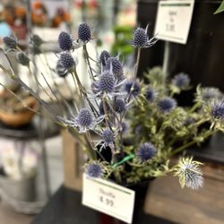 Adams Kingston - Spiky: (Blue Milk Thistle)