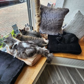 Meow Dyer Cat Cafe - Pet Adoption Near Me - Leonardtown, Maryland Meow Dyer Cat Cafe - Pet Adoption Near Me - Leonardtown, Maryland