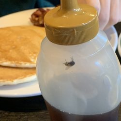 Charlies Diner - Fly inside the maple syrup