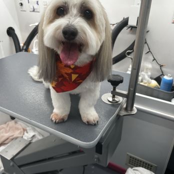 Peach Paws - Pet Groomers Near Me