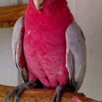 Helping Hands Pet Care Services - Romeo love attention - Pet Sitting Near Me Helping Hands Pet Care Services - Romeo love attention - Pet Sitting Near Me
