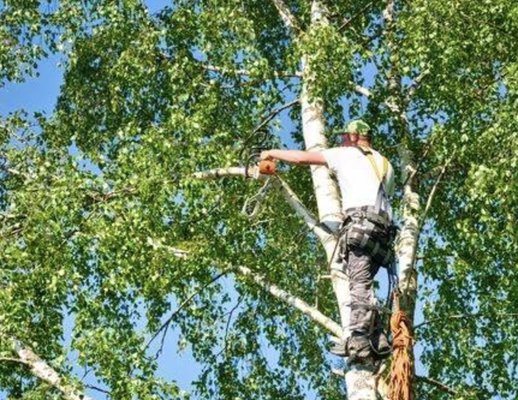 Tree Services - Certified Arborist - I can handle just about any tree project you throw my way - from small trees, pruning, and trimming all the way to multi tree removals and stump grinding. Give us a call for a timely and quality job done right!