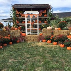 Scamman's Home & Garden - Mums, pumpkins, straw and cornstalks for Fall decorating