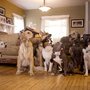 Photo of Wigglewag Training & Dog Care Services