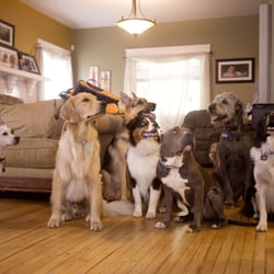 Wigglewag Training & Dog Care Services - Creating Calm in the Home