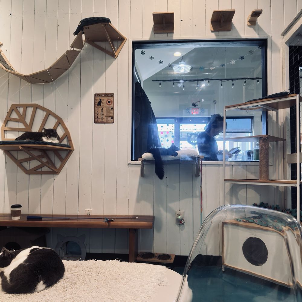 Santa Fe Cat Cafe - Cats - Coffee & Tea Near Me - Santa Fe, New Mexico Santa Fe Cat Cafe - Cats - Coffee & Tea Near Me - Santa Fe, New Mexico