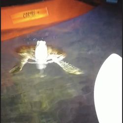 Ibis Bay Paddle Sports - Young sea turtle popped his head up on the side of the Kayak!