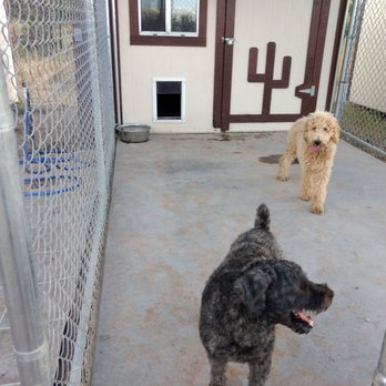 Lisa's Country Grooming - Otto and April having play time - Pet Groomers Near Me - Hereford, Arizona Lisa's Country Grooming - Otto and April having play time - Pet Groomers Near Me - Hereford, Arizona
