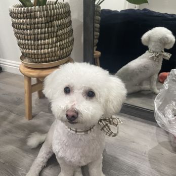 BubbLA Pet Salon - Belle - Pet Groomers Near Me - West Covina, California