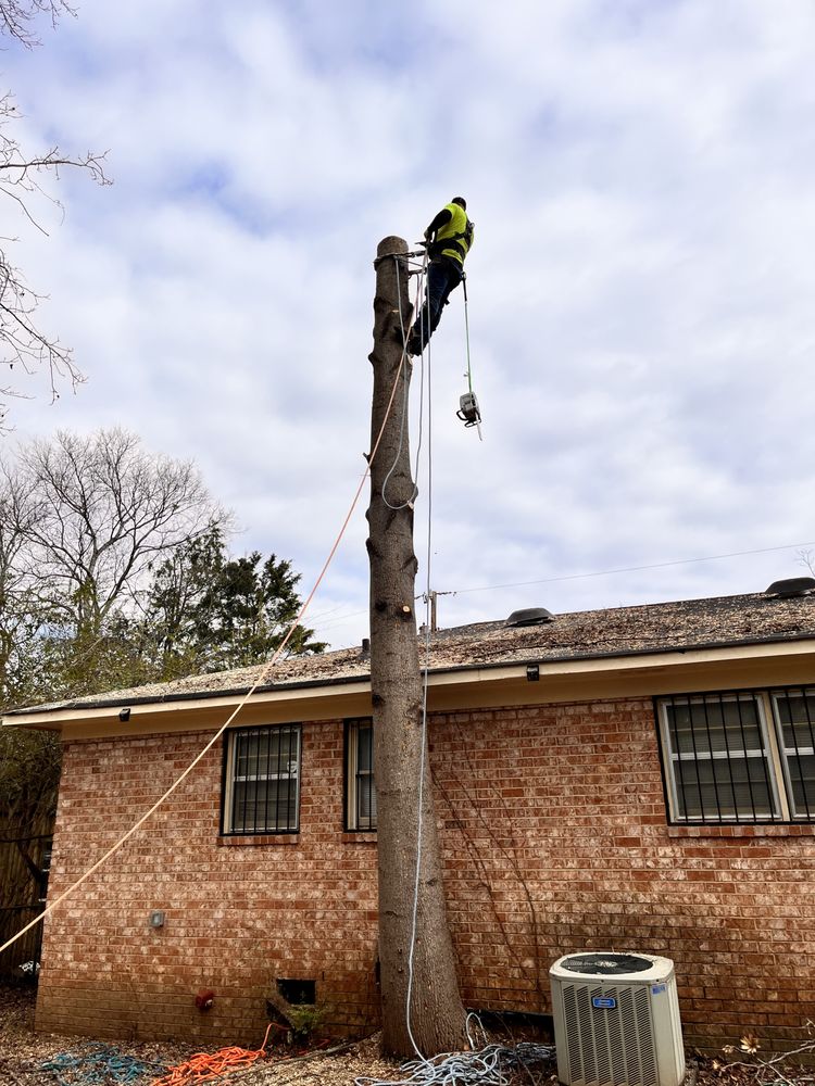 Keith's Discount Tree Experts - tree service in Huntsville, AL