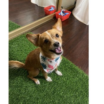 Your Elegant Pet - Results after grooming! - Pet Stores Near Me - Lakewood, California Your Elegant Pet - Results after grooming! - Pet Stores Near Me - Lakewood, California