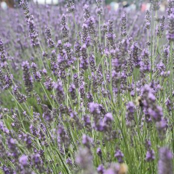Lavender by the Bay - Pick Your Own Farms Near Me - East Marion, New York Lavender by the Bay - Pick Your Own Farms Near Me - East Marion, New York