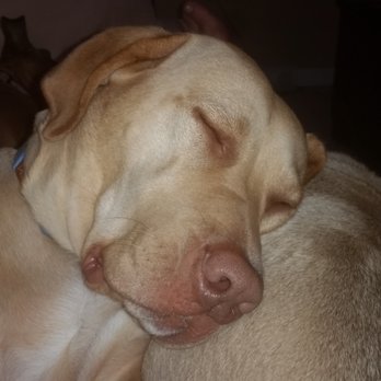 City Canine - Penny Peoples using her pug sister as a pillow. - Pet Training Near Me - Houston, Texas