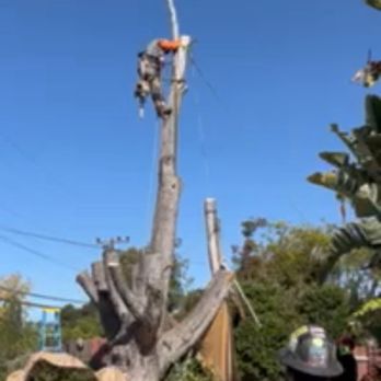 Cut Right Tree Service - The Cutright team does not mess around--they know what they are doing. Lots of pricy pots and other items around tree--no damage made - Tree Services Near Me - Nipomo, California