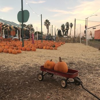 Deluca Farm - I took this photo last year at this pumpkin patch. Best time to go is sunset! - Pumpkin Patches Near Me - San Pedro, California Deluca Farm - I took this photo last year at this pumpkin patch. Best time to go is sunset! - Pumpkin Patches Near Me - San Pedro, California