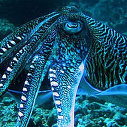 American Diver's International