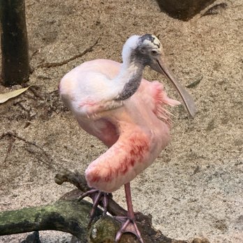 Biodôme de Montréal - Spoonbill - Aquariums Near Me - Montreal, Quebec Biodôme de Montréal - Spoonbill - Aquariums Near Me - Montreal, Quebec