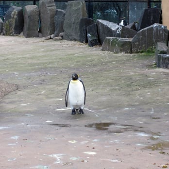 Edinburgh Zoo - Zoos Near Me - Edinburgh, EDH