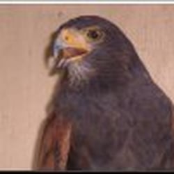 Wildlife Rescue & Ambulance Service