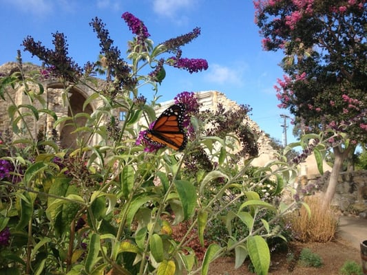 Mission San Juan Capistrano by null