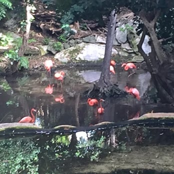 Iberostar Waves Quetzal - Flamingos at the center pond - Hotels Near Me - Cancún, ROO