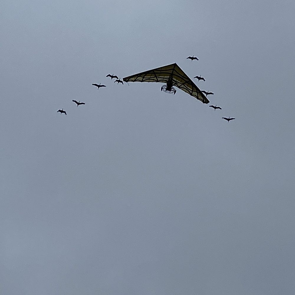 Le Puy du Fou - Bird above the sky - Performing Arts Near Me - Les Epesses, 85