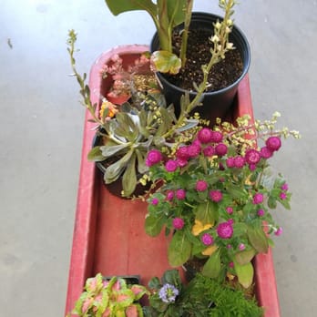Star Nursery - Shopping with a red cart - Nurseries & Gardening Near Me - Las Vegas, Nevada Star Nursery - Shopping with a red cart - Nurseries & Gardening Near Me - Las Vegas, Nevada
