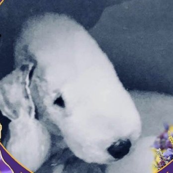 Top Dog - Pet Groomers Near Me