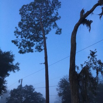 Mike's Tree Service - This pine tree is at least 80'tall. - Tree Services Near Me