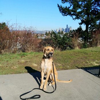 Nitro K-9 - Pet Training Near Me - Bothell, Washington