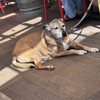 Maggie's Café - Cute dog - Breakfast & Brunch Near Me - San Diego, California