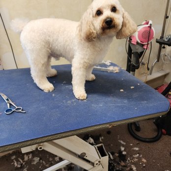 Pet Perfection - Pet Groomers Near Me - Clifton Park, New York Pet Perfection - Pet Groomers Near Me - Clifton Park, New York