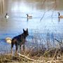 Photo of Carolina Cat & Canine Retreat
