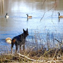 Carolina Cat & Canine Retreat