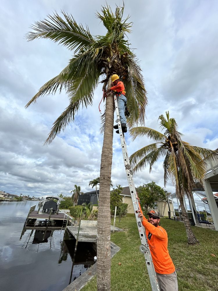 BROS WITH SAWS Updated April 2024 19 Photos Tice, Florida Tree