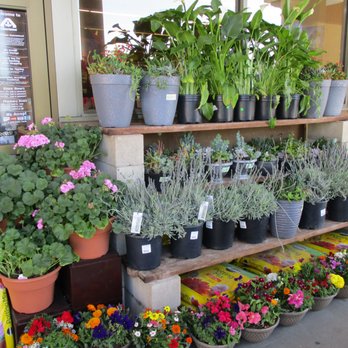 Sav-on Drugs - a variety of potted plants - Grocery Near Me - Tustin, California Sav-on Drugs - a variety of potted plants - Grocery Near Me - Tustin, California