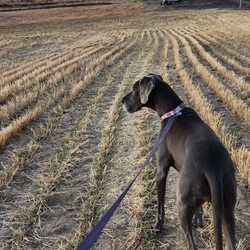 MTK Farm Kennels