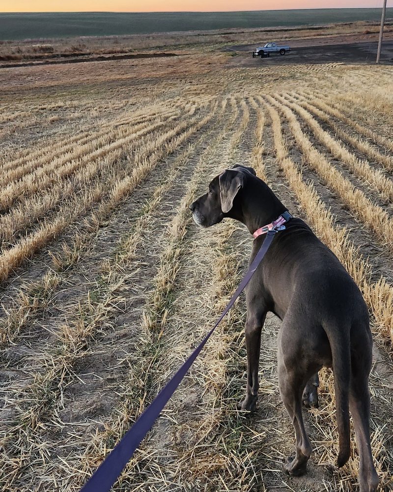 MTK Farm Kennels - pet boarding facility in Harrington, WA