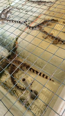 Palawan Wildlife Rescue and Conservation Center (Crocodile Farm) by null