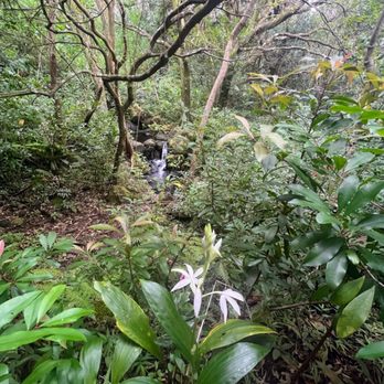 Ka'au Crater - Ginger - Hiking Near Me - Honolulu, Hawaii
