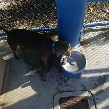 Kellogg Zaher Dog Park - Dollie taking a water break at the dog park. - Dog Parks Near Me - Las Vegas, Nevada Kellogg Zaher Dog Park - Dollie taking a water break at the dog park. - Dog Parks Near Me - Las Vegas, Nevada