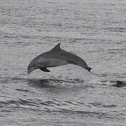 Capt Anderson's Marina - Dolphin Encounter on the Capt. Anderson III sightseeing boat