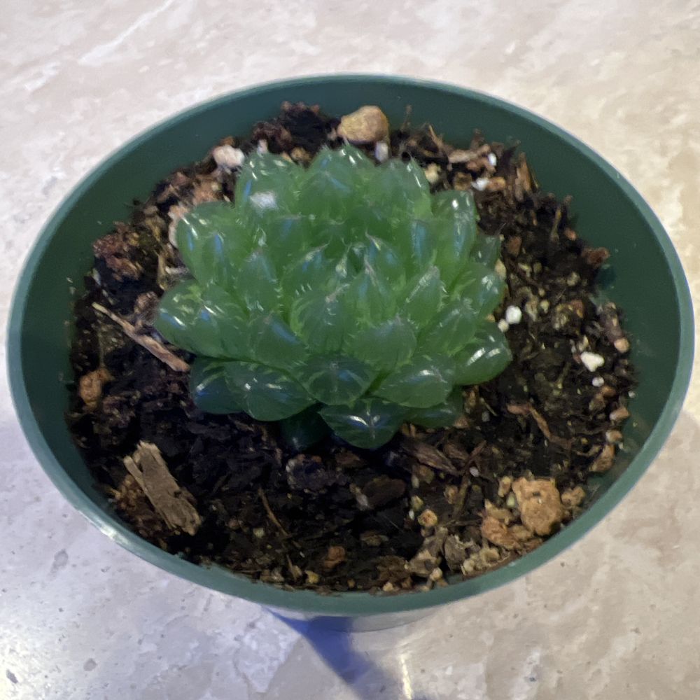 Haworthia cooperi var. Mountain Haworthia cooperi var. Mountain