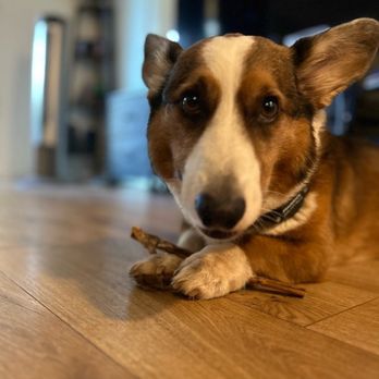 Don't Sweat I Got Your Pet - Pet Sitting Near Me - Makawao, Hawaii Don't Sweat I Got Your Pet - Pet Sitting Near Me - Makawao, Hawaii