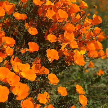 Walker Canyon Ecological Reserve - Wildlife Hunting Ranges Near Me