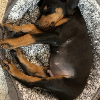 The Puppy Academy - About size and age of when puppy enrolled in Puppy Academy. - Pet Training Near Me - Hermosa Beach, California The Puppy Academy - About size and age of when puppy enrolled in Puppy Academy. - Pet Training Near Me - Hermosa Beach, California