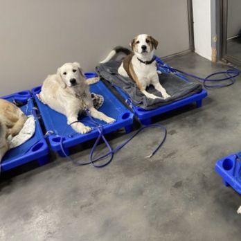 Paws 'n' Rec - Our dog Bowie maintaining "place". - Pet Training Near Me - Las Vegas, Nevada
