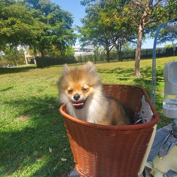Maurice A Ferré Park - Ready for dog park - Parks Near Me - Miami, Florida Maurice A Ferré Park - Ready for dog park - Parks Near Me - Miami, Florida
