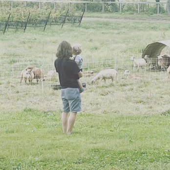 The Vineyards at Dodon - Sheep, wine, toddler - Wineries Near Me - Davidsonville, Maryland The Vineyards at Dodon - Sheep, wine, toddler - Wineries Near Me - Davidsonville, Maryland
